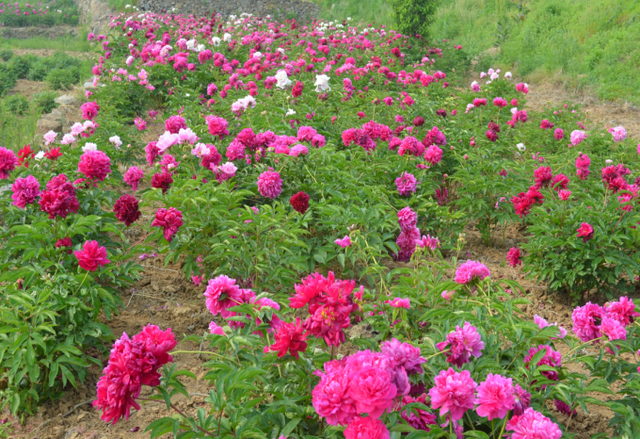 花开泉城 果香可期！济南发布春日特色林果赏花攻略