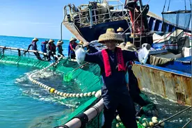 三亚今年首批深海网箱养殖金鲳鱼起捕开售图片