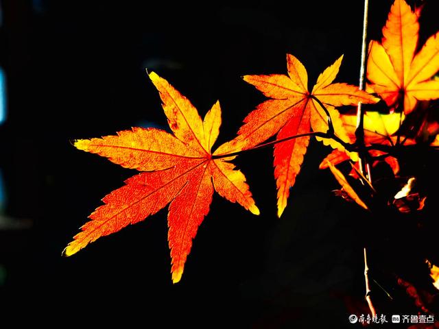 冬日枫树叶，五彩斑斓景致绝美