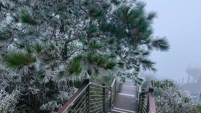 美到词穷！郴州首场雾凇惊艳上线