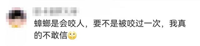 头皮发麻！蟑螂会咬人？专家说……