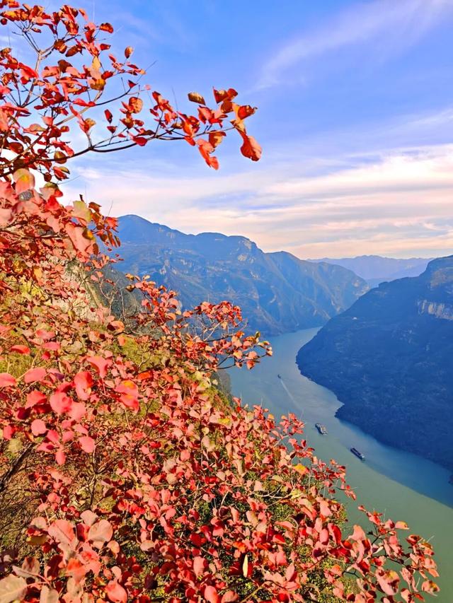 巫峡红透时，才懂中国秋天的壮阔