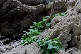 湖北十堰一处悬崖峭壁发现近20株崖白菜，属国家二级保护植物视频封面