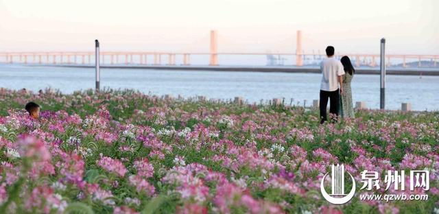 醉蝶盛放待君来 泉州市区滨海公园醉蝶花如期盛放