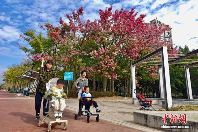 福州乌龙江湿地公园冬季美景引游人