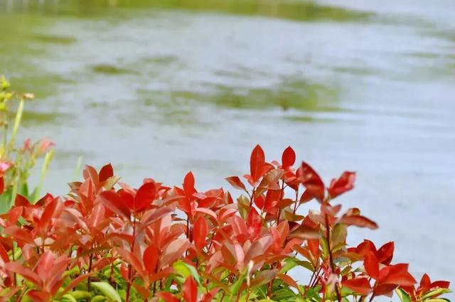 四季流转，青浦这座公园的颜值从来不掉线！