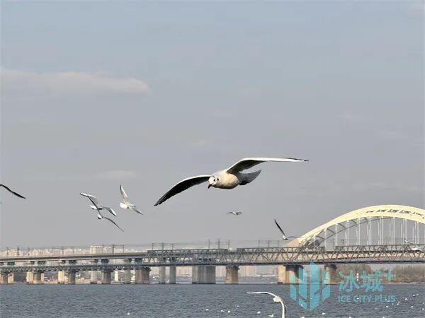 群鸥竞舞松花江 秋日暖阳绘美景