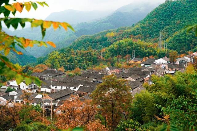 柿子挂满枝头！浙江古村的秋日盛宴，看完就想出发