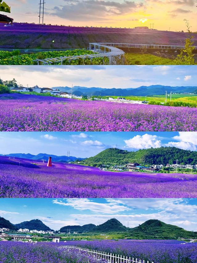 9月贵阳赏花地图｜这些绝美花海，承包你的初秋浪漫！