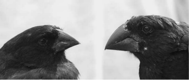 灵魂干饭“龙”从来不挑食？它的秘密全都写在下巴上了！