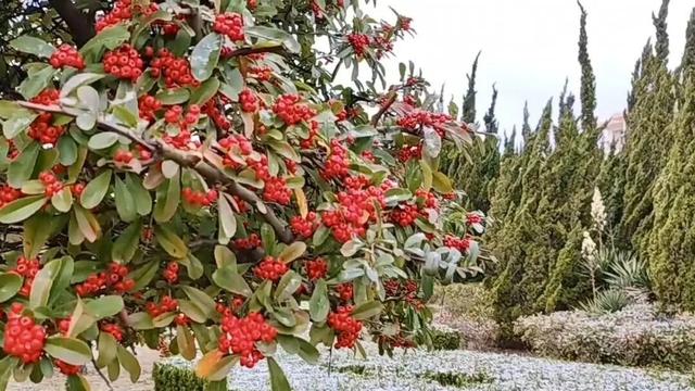 初雪染南海 高铁赴雪约