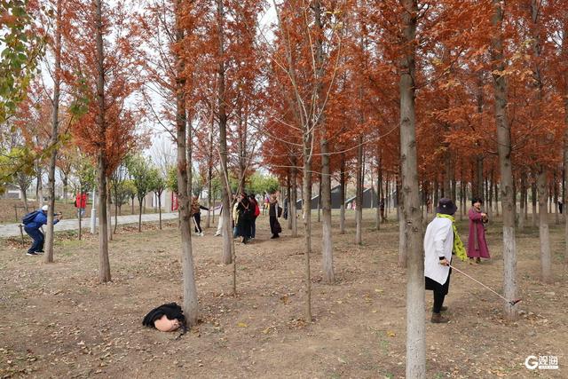 大红柿子高高挂 大河东村双拥公园“火”了