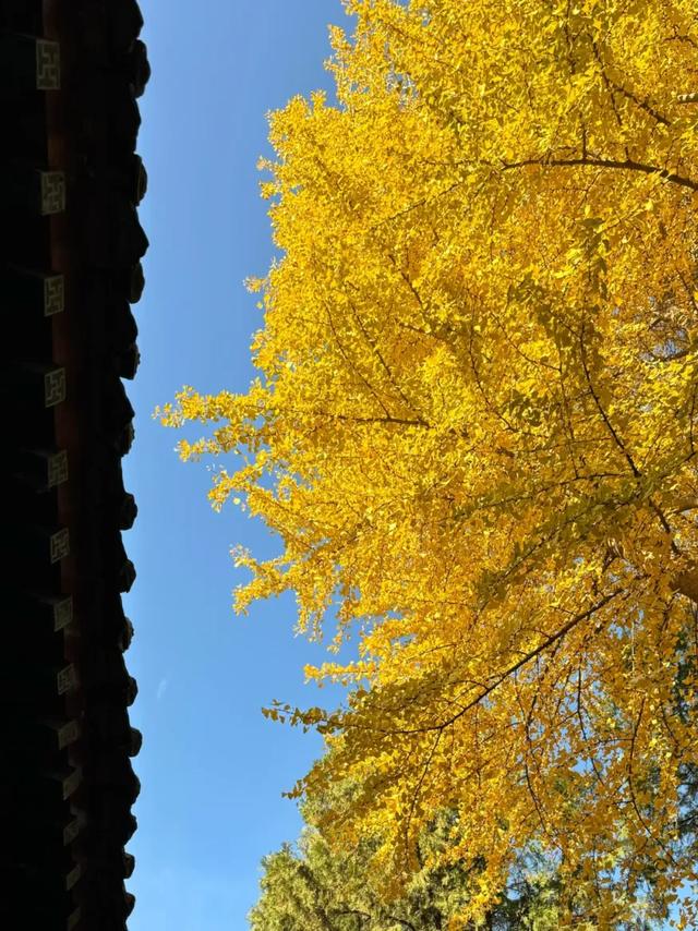 静候碑林“满眼金黄”!提前收藏这5个银杏打卡点,出片率100%