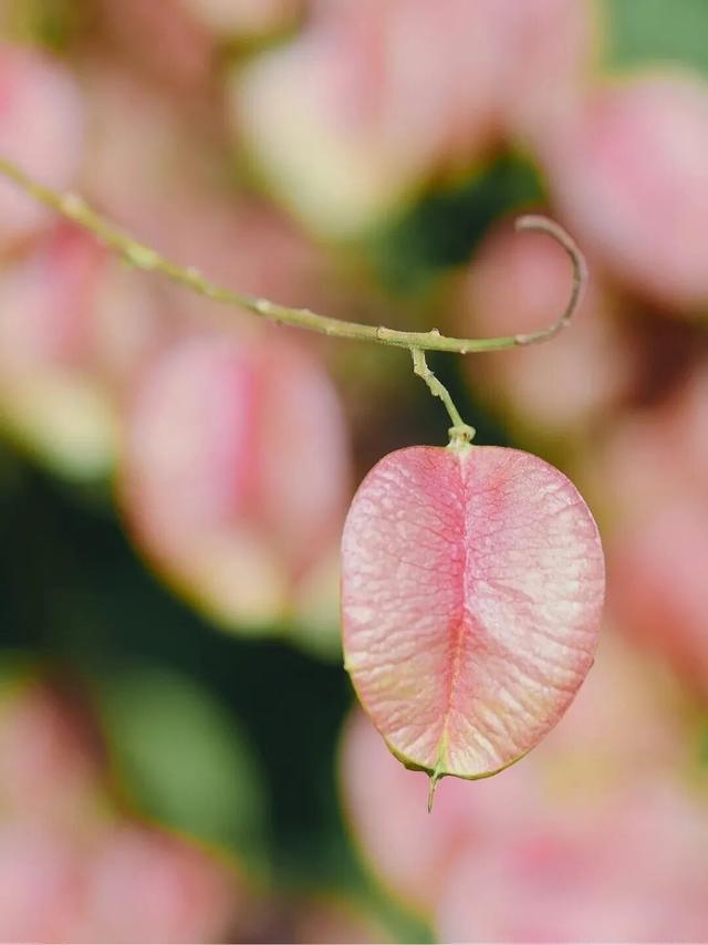 变了变了！秋日翔安，一路“繁花”
