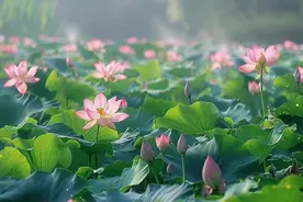 泸西：藕香扮靓振兴路图片