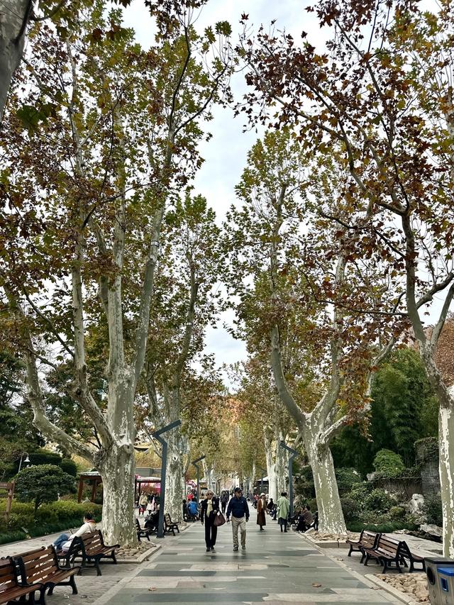 静安公园周五起闭园9个月，官方效果图抢先看！市民有啥期待？古树群怎么办？