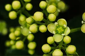 冬青花开迎盛夏图片