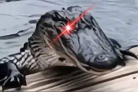 吓出表情包！美国女子玩低空滑索，落地转身发现鳄鱼尾随，正扒岸边恶狠狠盯着图片