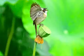 早安重庆 | 荷塘起清歌【8月11日】图片