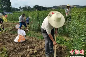 红土地上振兴路：乡贤返乡擦亮万载百合“金字招牌”图片