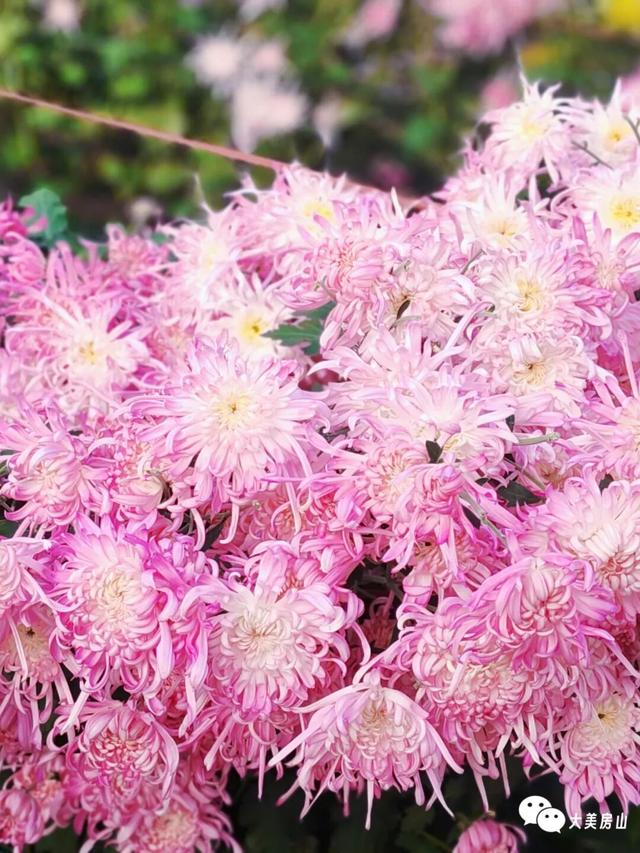 赏菊+品宴+饮酒！初冬的第一份浪漫就藏在北京这里→