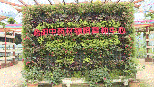 略阳事 | 沉浸式浏览！略阳“学习强国”主题文化村究竟藏着哪些宝藏？