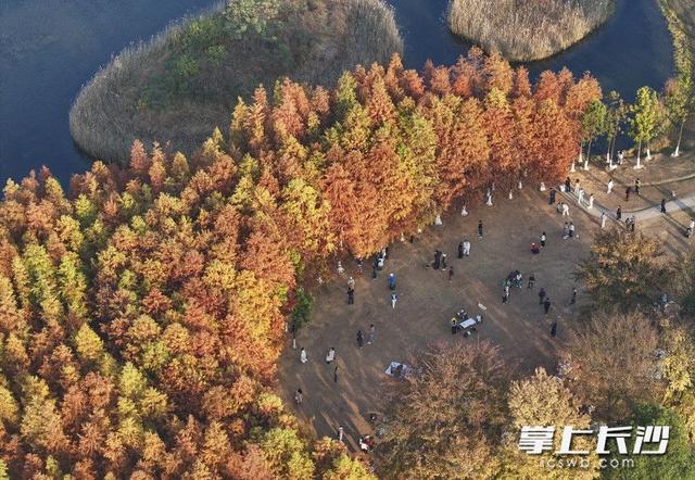 美不胜收！长沙县藏着一个五彩斑斓的秋丨组图