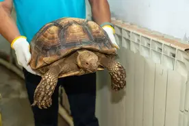上海捣毁交易球蟒、饼干陆龟等野生动物团伙，查获活体野生动物1400余只图片