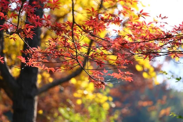 “CHUA”的一下，65%！