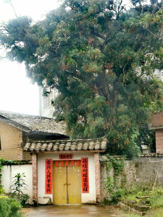 龙眼熟了！广西这个古村落变身打卡胜地