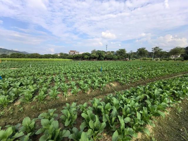 视觉增城｜“果”然有趣！快来正果邂逅甜蜜“丰”景