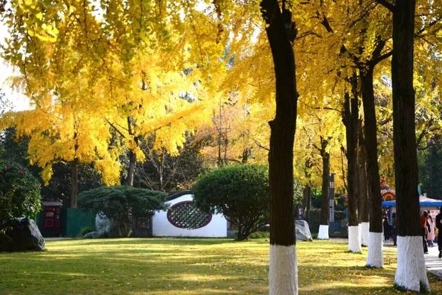 顶流预警！青羊银杏观叶指南来了