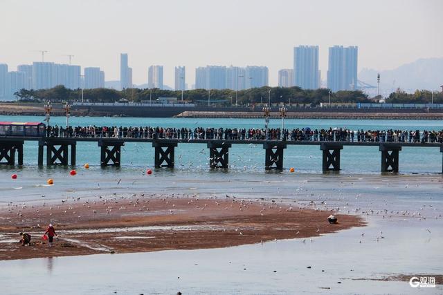 青岛“人鸥共舞”季节限定景观上线
