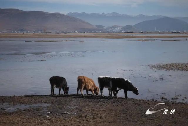冬日游香格里拉,邂逅雪域浪漫