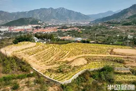 崂山百亩鲜食仙菊丰收，市民感受“采菊东篱下”的乐趣图片