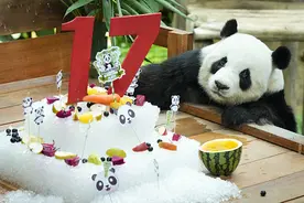 旅马来西亚大熊猫“兴兴”“靓靓”喜迎17岁生日图片