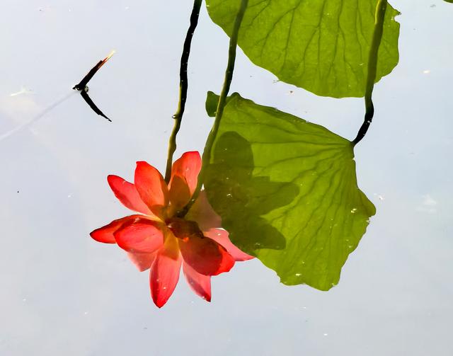 北京西海湿地公园晚荷美丽如画卷