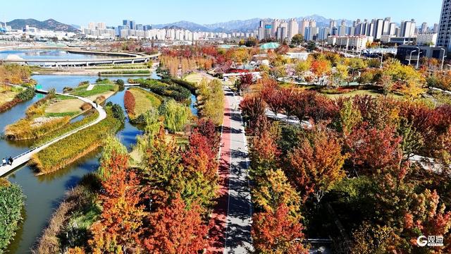 青岛人家门口的“生态园”：一河秋景，满园生机
