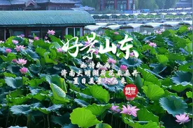 6月30日最佳情报|大明湖荷花朵朵开，五龙潭戏水享清凉！恭喜图片