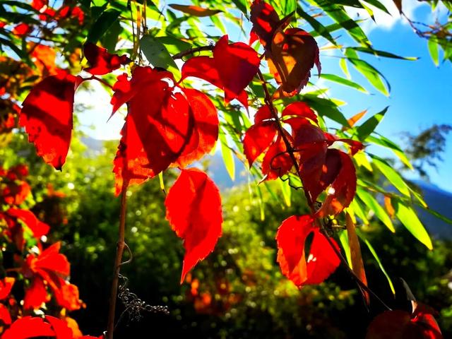 秋天的陇南，有什么好看的？