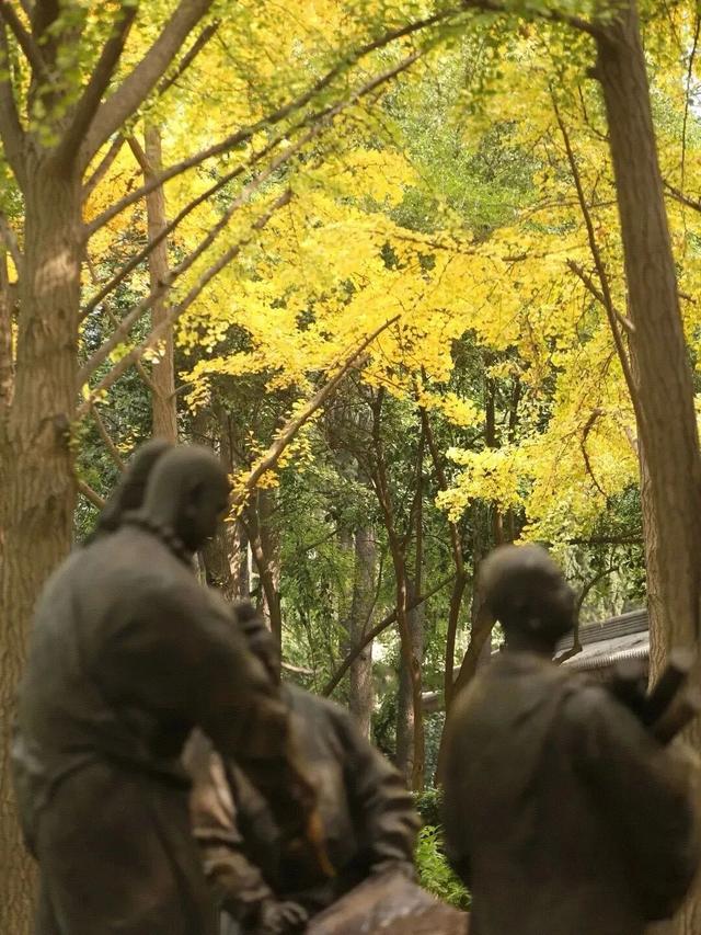 曲江银杏观赏季丨漫步金色世界，享受秋日时光