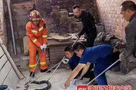 吓人！4.5公斤重、近2米长的眼镜王蛇跑进南宁一农户家图片