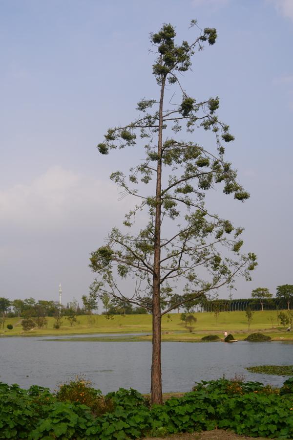 植物园不止失去一个秋天