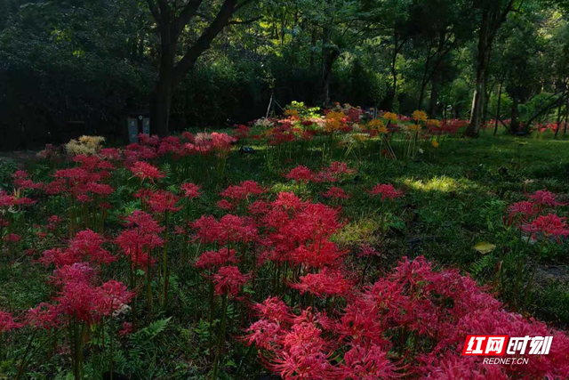张家界国家森林公园彼岸花盛放 成秋日浪漫新景
