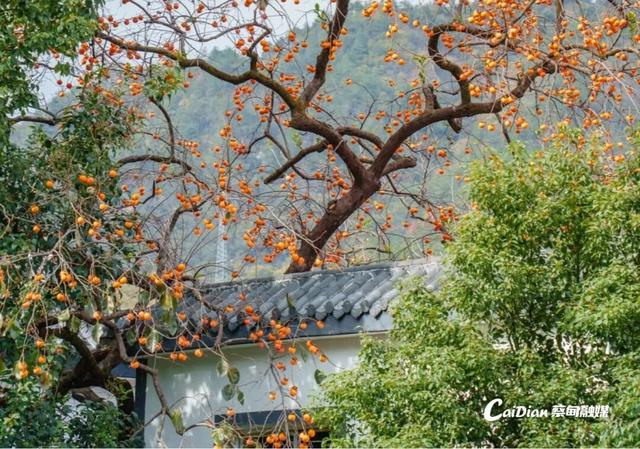 蔡甸后官湖14座山体将变身“花果人家”，春华秋实四季皆景