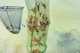 樊城：小龙虾破价上市 稻虾共作保民收图片