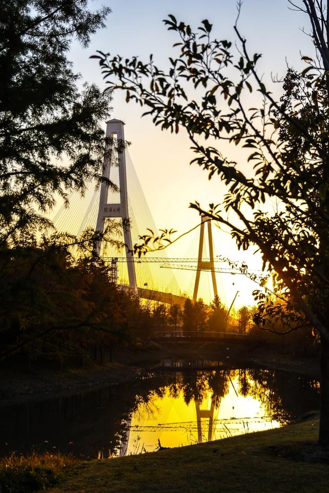 新晋秋日“顶流”美图来袭！魔都阿勒泰未开先火，落羽杉迎来最绚烂时刻