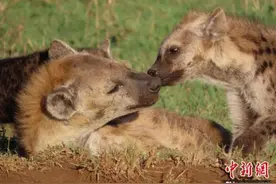 国际最新研究：斑鬣狗DNA遗传信息反映社会地位等级图片