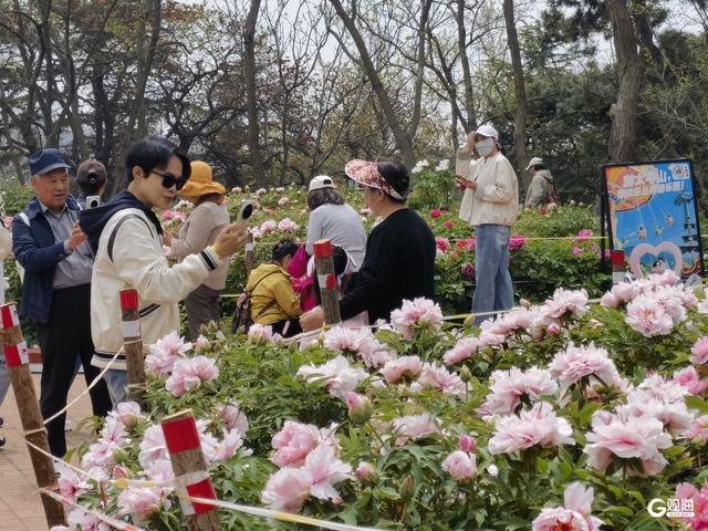 国色倾城！快来中山公园，赴一场牡丹之约