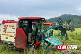 湘西龙山：推广分段式收割 助力油菜减损增收图片